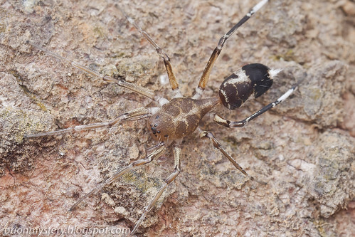 Aetius nocturnus  Ant-mimic sac spider. IMG_0022 copy