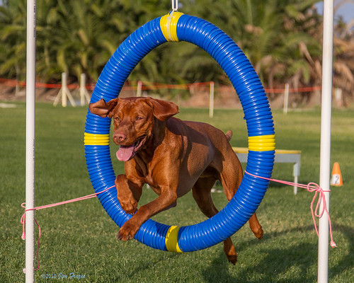 Roso at Agility Practice