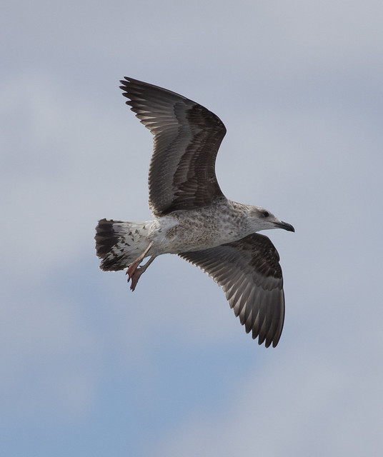 yellow legged gull juv in flight  - Puerto del Carmen Marina 2  - Puerto del Carmen Marina