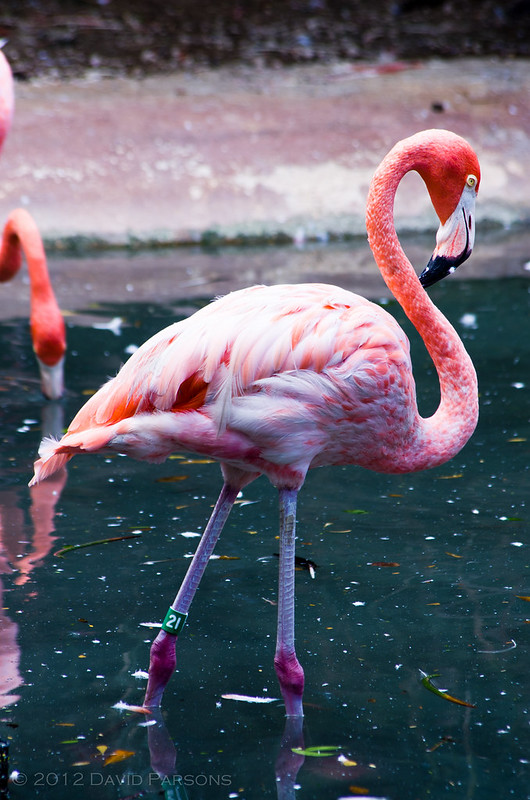 BAMZ - Flamingo