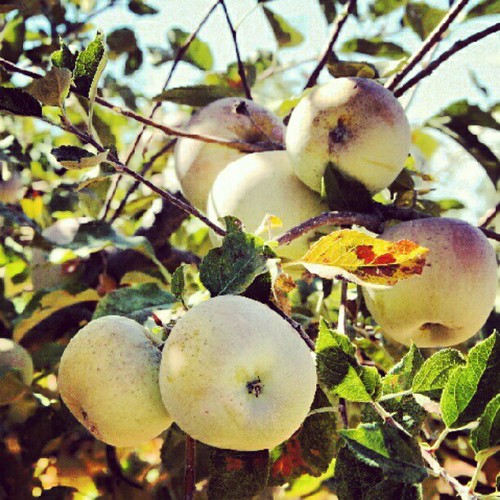 Equinox Apple-Picking #apples #orchard #autumn #fall #family #seasonal. #traditions