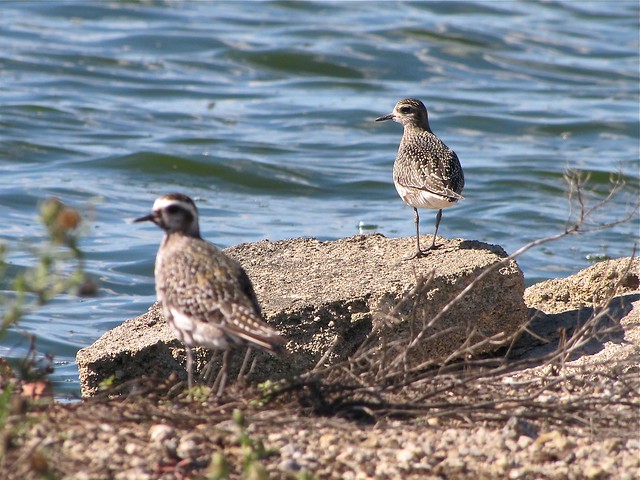 American Golden-plover at Gridley Wastewater Treatment Ponds in McLean County, IL 126