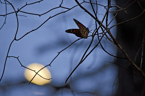 The Moon and the Monarch by Jeka World Photography