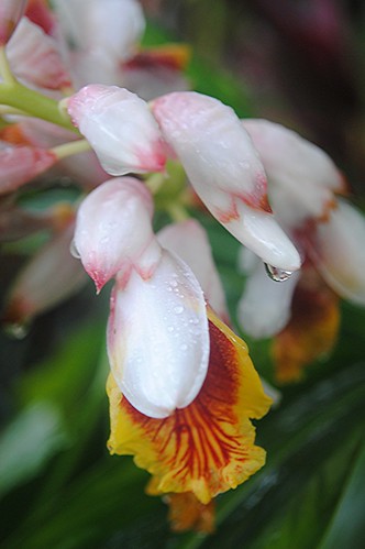 Heavy tropical raindrops hang from porcelain, pink-tipped Shell Ginger by jungle mama