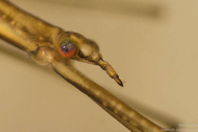 Water Stick Insect - Ranatra linearis close up