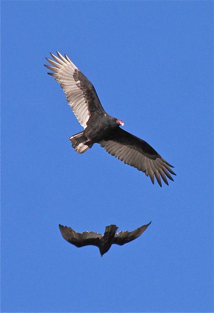 Turkey Vulture at Evergreen Lake in McLean County 04