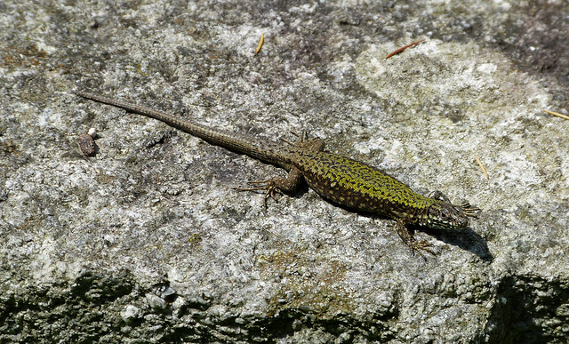 Wall Lizard, Switzerland