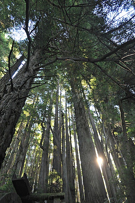 redwoods 7.jpg