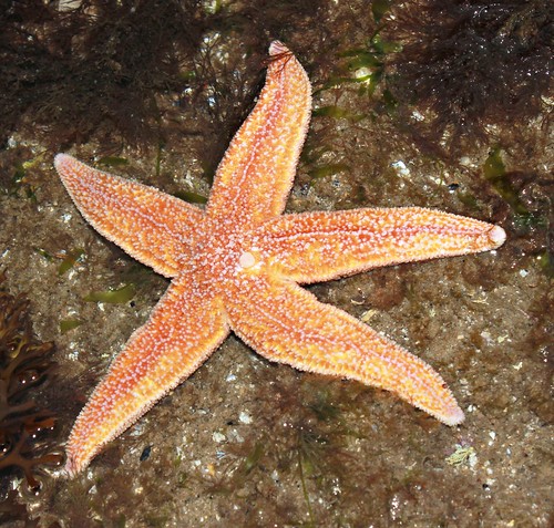 Common Starfish,Filey Brigg,North Yorkshire.