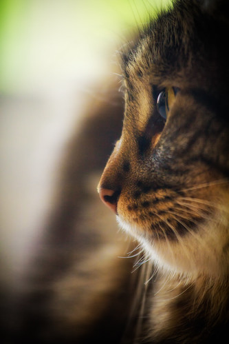 無料写真素材|動物|猫・ネコ