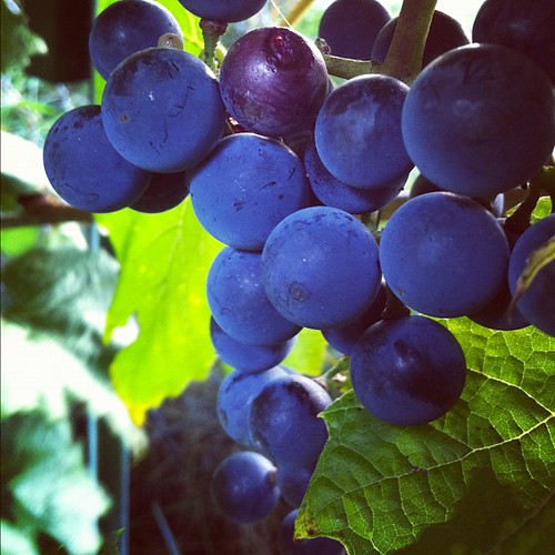 more King of the North grapes, so intensely blue #organicgarden #urbangarden #zone6a