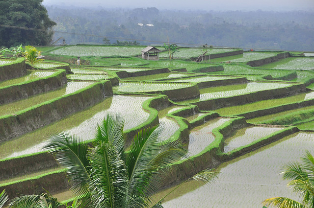 Rice fields in Bali.  Explore #1  09/09/2012