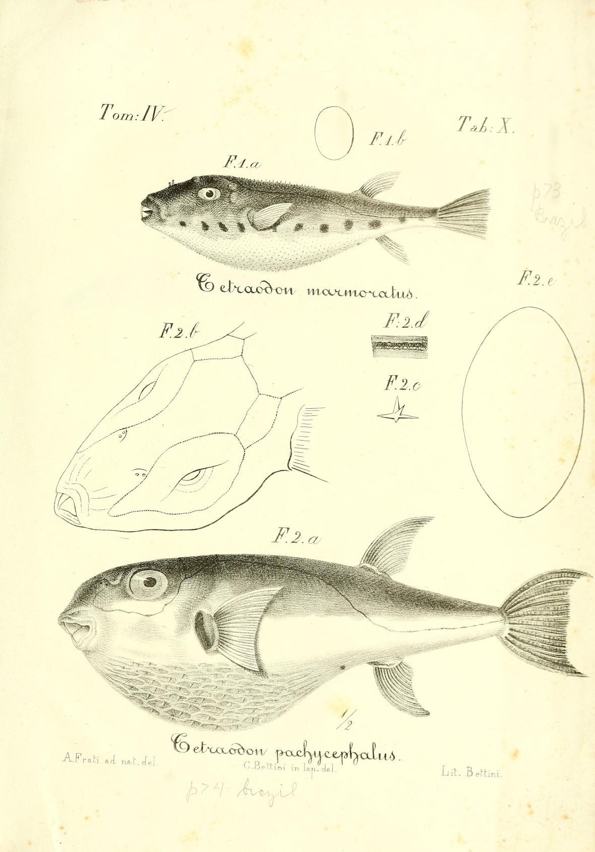 Lagocephalus laevigatus image