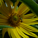 20120916_0055 Helianthus maximiliani and Halictidae bee posted by chipmunk_1 to Flickr