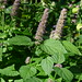 20120916 Agastache posted by chipmunk_1 to Flickr