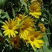 20120916 Helianthus maximiliani posted by chipmunk_1 to Flickr