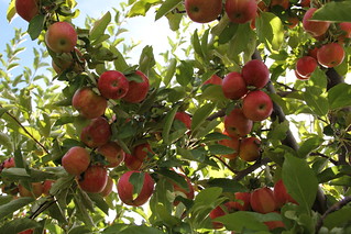 Apples in the tree