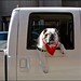 Dogs Love Trucks posted by Leslee_atFlickr to Flickr