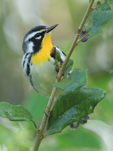 Yellow-throated Warbler 02-20120924
