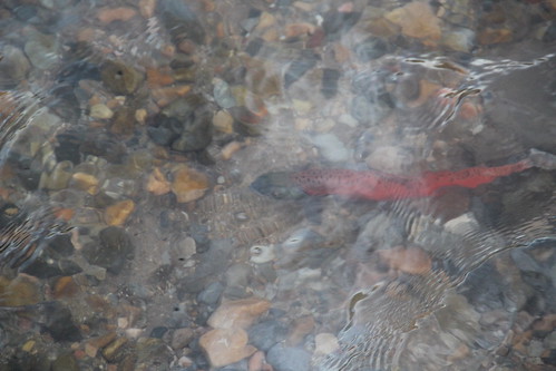 Kokanee Salmon spawning