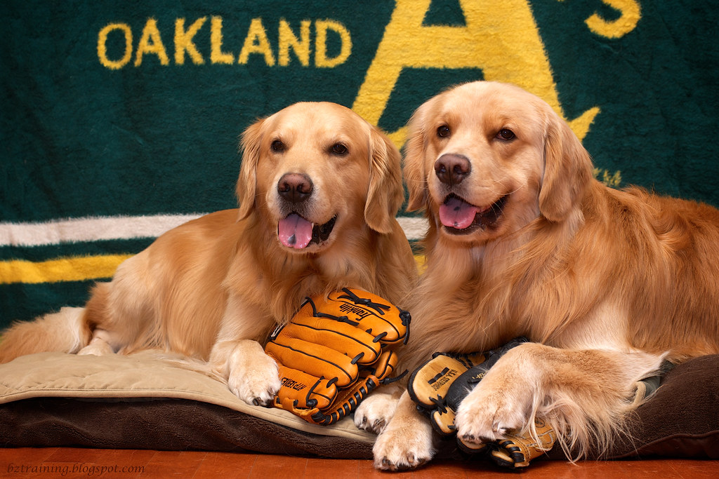 Let's Go A's!