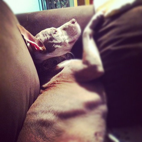 Obviously more comfortable. #pitbull