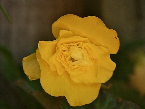 Female begonia bloom
