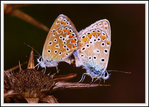 Polyommatus icarus - pareja copulando 01 by ferran pestaña