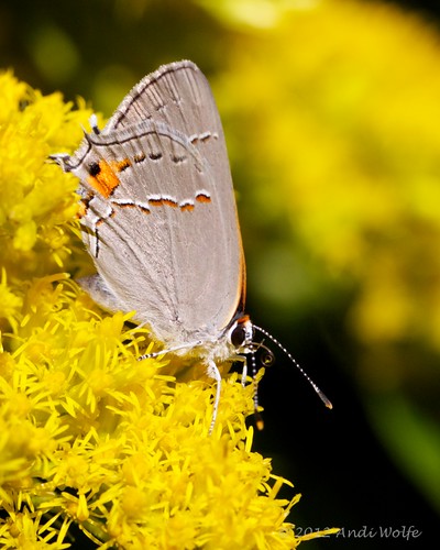 Gray hairstreak butterfly by andiwolfe