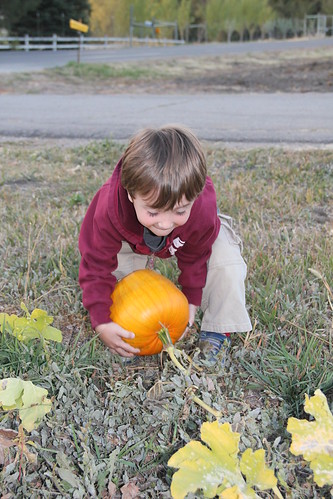 Olsen finds a good pumpkin