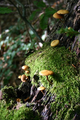 Mushrooms VII