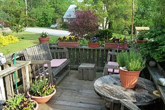 Deck in bloom at Crow Cottage