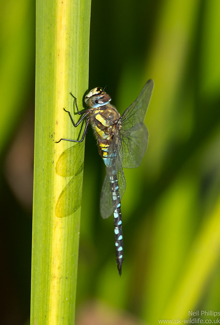 Migrant hawker dragonfly Aeshna mixta perched