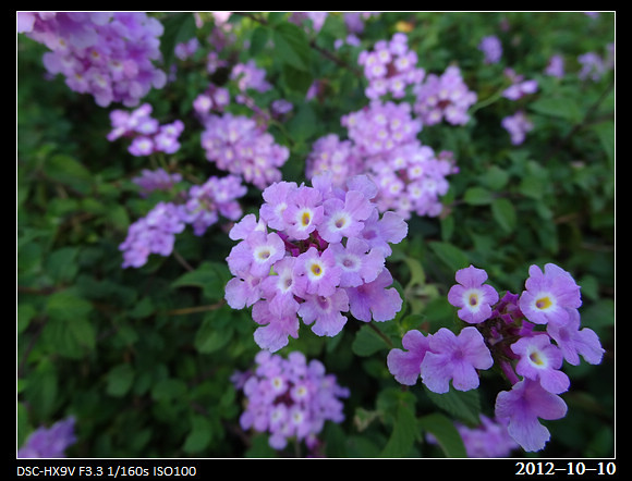 20121010_Flowers