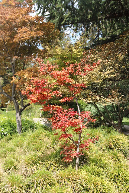 Maple tree in the Japanese Friendship Garden