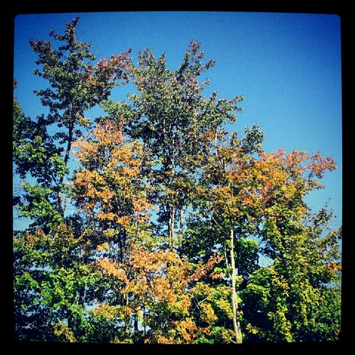 #fall #fooliage starting already in #newhampshire makes me #happy   #tree #sky #leaves #picoftheday