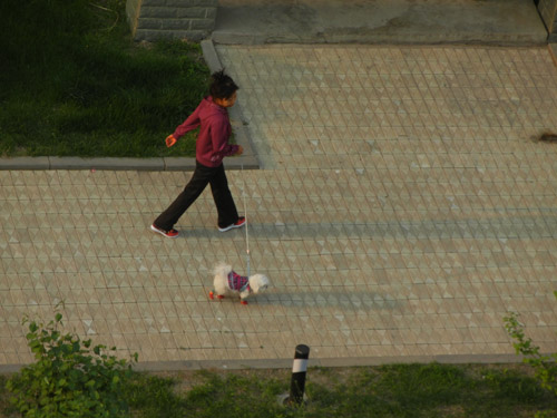 Woman Walking her Dog in Shenyang, China _ 9410