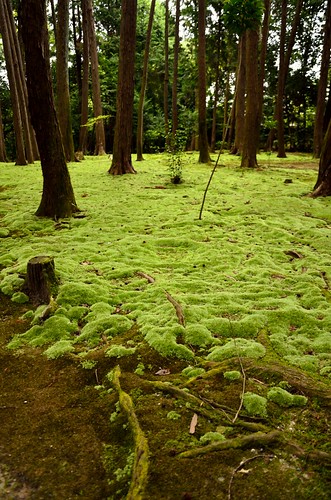 Carpet of moss in Toshodai-ji Temple.