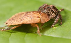 Blattodea (Madagascar)