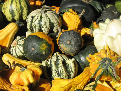 Decorative Gourd Season