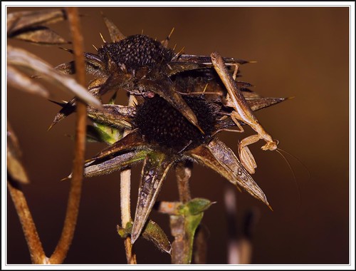 Mantis enana europea macho - Ameles spallanzania by ferran pestaña