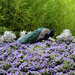Peacock in the flowers posted by eedrummer to Flickr