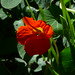 20120916 Tropaeolum majus "Empress of India" posted by chipmunk_1 to Flickr