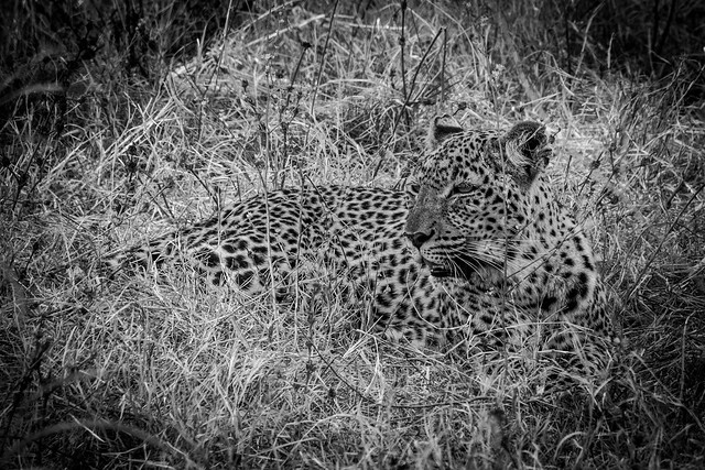 Lazy Leopard in South Luangwa, Zambia