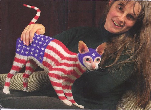 USA Painted Cat