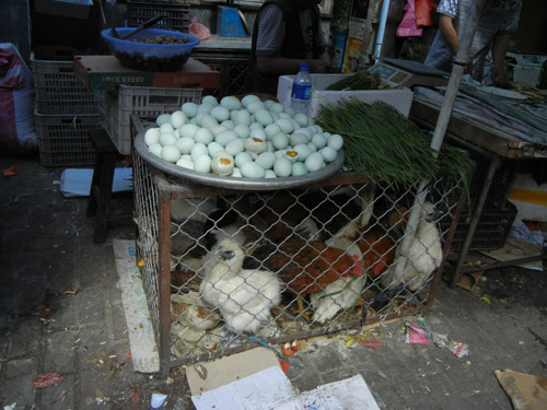 Live Chickens in Cage in Farmer's Market, Shenyang, China _ 0441