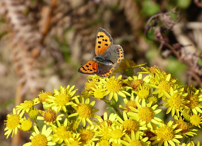 Small Copper, Kenfig NNR