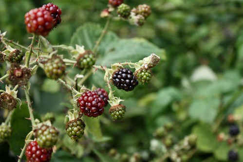 Wild Blackberries in Discovery Park