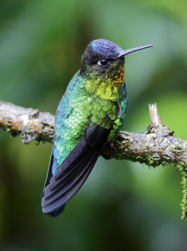 Fiery-throated Hummingbird (Panterpe insignis) - Cerro de la Muerte,  Costa Rica by JFPescatore