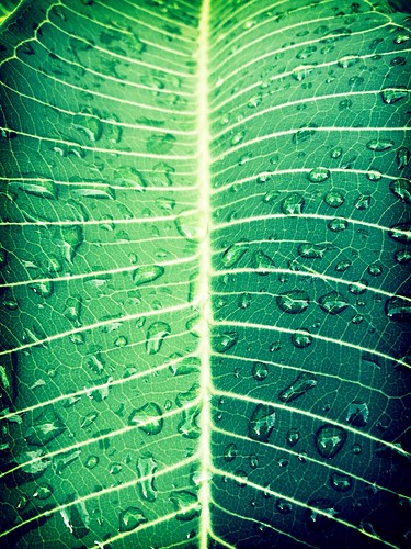 Raindrops on a Plumeria leaf